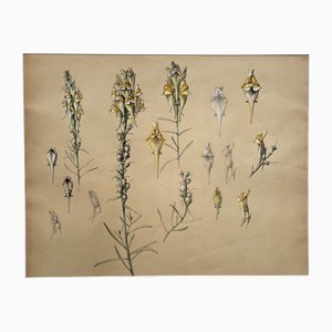 Marcel Corrette, Art Nouveau Floral Study of Linaire Commune, Gouache, Pencil and Watercolor, Framed