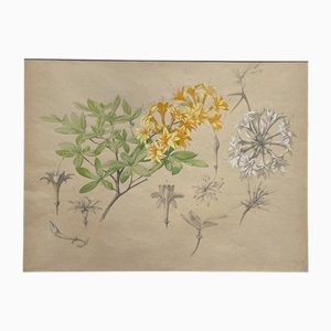 Marcel Corrette, Art Nouveau Floral Study of Rhododendron Luteum, Gouache, Pencil and Watercolor, Framed