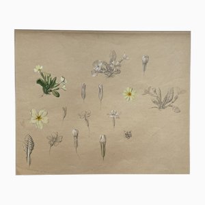 Marcel Corrette, Art Nouveau Floral Study of Primroses, Gouache, Pencil and Watercolor, Framed