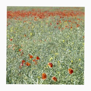 Paul Cooklin, Coquelicots, Photographie