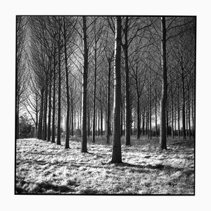 Paul Cooklin, Wickham Skeith VI, 2013, Photograph