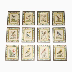 George Edwards, Ornithological Illustrations, 1740s, Hand Coloured Engravings, Set of 12