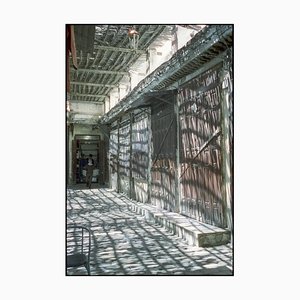 Paul Cooklin, Dappled Shade, Photograph