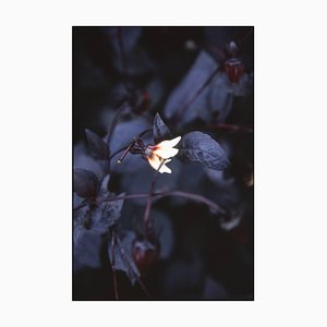 Paul Cooklin, Aquilegan, Photograph