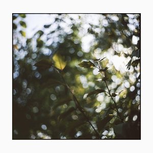 Paul Cooklin, Floral Bokeh Swirls, Photograph