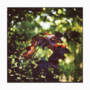 Paul Cooklin, Maple Leaves Bokeh, Photograph