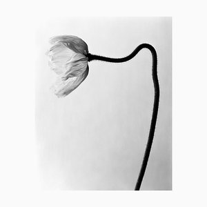 Ugne Pouwell, Poppy No.6, Photographie