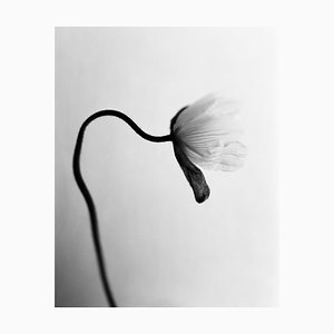 Ugne Pouwell, Poppy No.5, 2025