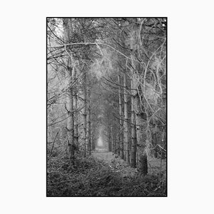 Paul Cooklin, Thorpe Forest, Photographie