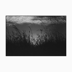 Paul Cooklin, Wild Grasses, Silver Gelatin Photograph