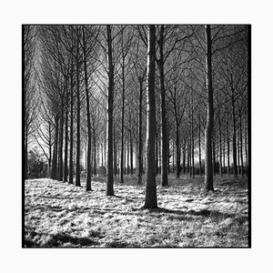 Paul Cooklin, Wickham Skeith Vi, 2013, Silver Gelatin Photograph