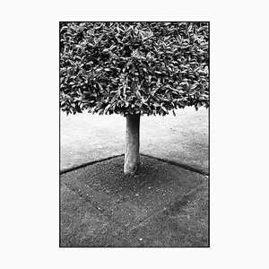 Paul Cooklin, Wimpole Estate, Silver Gelatin Photograph