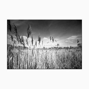 Paul Cooklin, Water Reeds, Silver Gelatin Photograph
