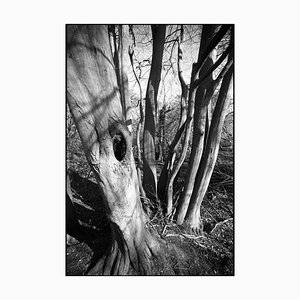 Paul Cooklin, Shadowed Tree, Silver Gelatin Photograph