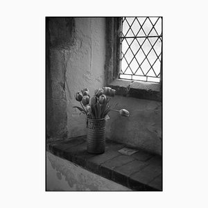 Paul Cooklin, Tulips, Silver Gelatin Photograph