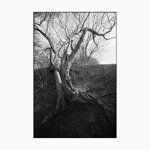 Paul Cooklin, Tree Branches, Silver Gelatin Photograph
