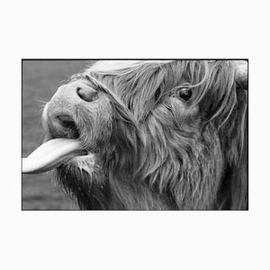 Paul Cooklin, Highland Cattle, Photographie gélatino-argentique