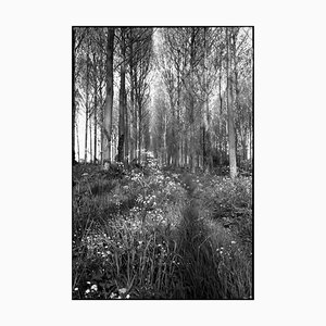 Paul Cooklin, Wickham Skeith, Silver Gelatin Photograph