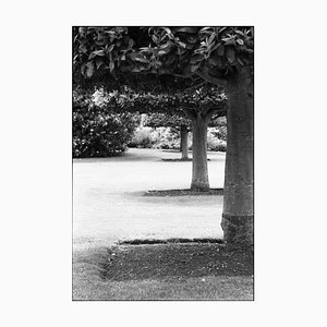 Paul Cooklin, Treeline, Photographie gélatino-argentique