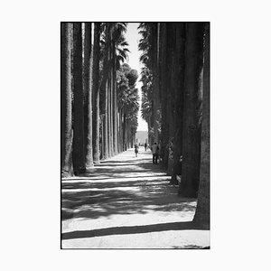 Paul Cooklin, Treeline, Silver Gelatin Photograph
