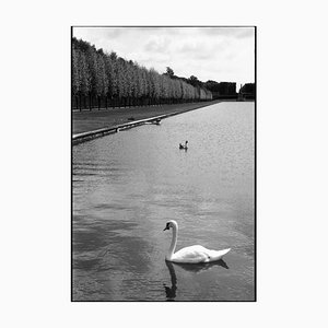 Paul Cooklin, Swans, Chateau Champs De Bataille, 2017, Silver Gelatin Photograph, Limited Edition of 10