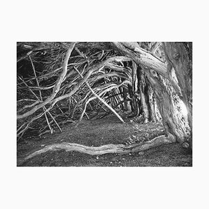 Paul Cooklin, Alberi astratti, Fotografia di gelatina d'argento, Edizione limitata di 10