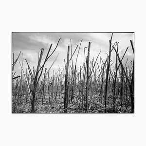 Paul Cooklin, Stubble, Photographie gélatino-argentique, Édition limitée de 10