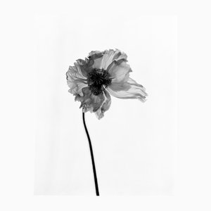 Ugne Pouwell, Poppy No.7, Fotografia floreale analogica in bianco e nero, Edizione limitata di 20