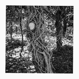 Paul Cooklin, Tree, Silver Gelatin Photograph, Limited Edition of 10