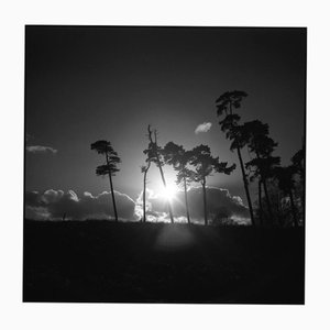 Paul Cooklin, Treeline, Silver Gelatin Photograph, Limited Edition of 10