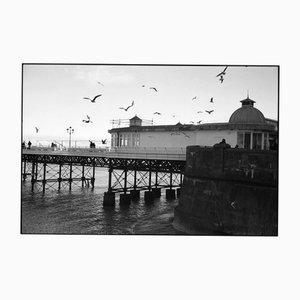 Paul Cooklin, Seagulls, Silver Gelatin Photograph, Limited Edition of 10