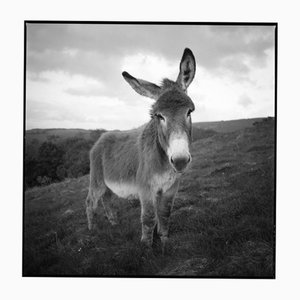 Paul Cooklin, Barnaby the Donkey, fotografia di gelatina d'argento, edizione limitata di 10