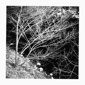 Paul Cooklin, Trees, Silver Gelatin Photograph, Limited Edition of 10