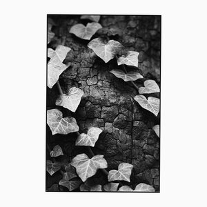 Paul Cooklin, Ivy, Silver Gelatin Photograph, Limited Edition of 10