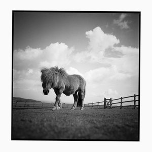 Paul Cooklin, Billy, Silver Gelatin Photograph, Limited Edition of 10