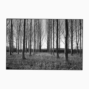 Paul Cooklin, Treeline, Silbergelatine-Foto, Limitierte Auflage von 10