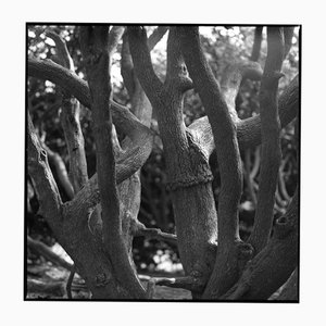 Paul Cooklin, Tree Branches, Silver Gelatin Photograph, Limited Edition of 10