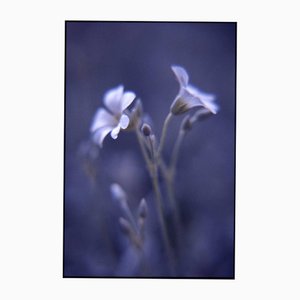 Paul Cooklin, Woodruff, Photographie, Édition Limitée de 10