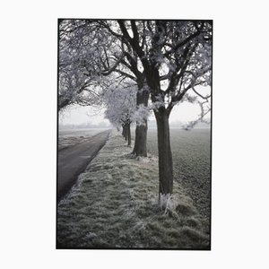 Paul Cooklin, Frosty Trees, Photograph, Limited Edition of 10