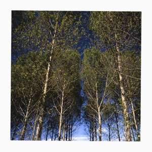 Paul Cooklin, Walsham Le Willows II, photographie de type C, édition limitée de 10