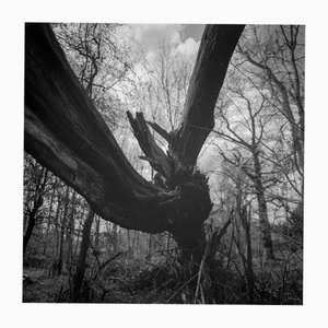 Paul Cooklin, Fallen Tree, Silver Gelatin Photograph, Limited Edition of 10