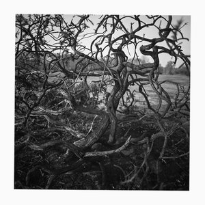 Paul Cooklin, Abstract Bark, Silver Gelatin Photograph, Limited Edition of 10