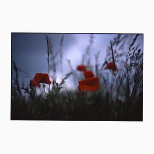 Paul Cooklin, Poppies II, County Type Photograph, Limited Edition of 10