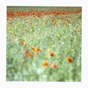 Paul Cooklin, Poppies III, County Type Photograph, Limited Edition of 10