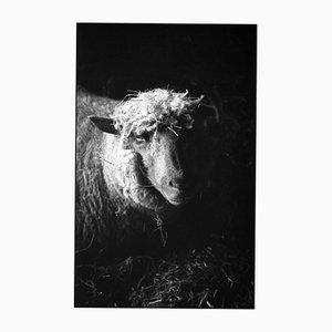 Paul Cooklin, Ewe in Barn, Silver Gelatin Photograph, Edition 3/10
