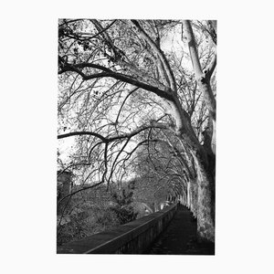 Paul Cooklin, Treeline, Silver Gelatin Photograph, Limited Edition of 10