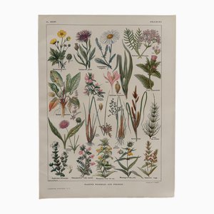 Maurice Dessertenne, Prairie Plants and Flowers, 1920s, Lithograph