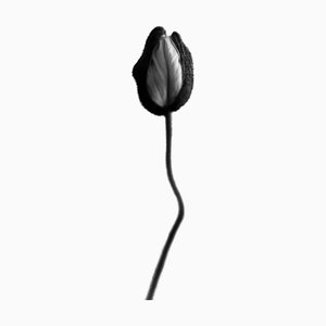 Ugne Pouwell, Poppy No.8, Analogue Black and White Floral Photography, Limited Edition of 20