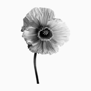 Ugne Pouwell, Poppy No.9, Analogue Black and White Floral Photography, Limited Edition of 20