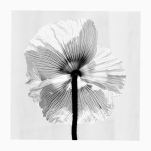 Ugne Pouwell, Poppy No.11, Fotografía floral analógica en blanco y negro, Edición limitada de 20